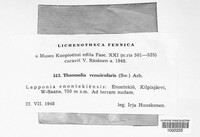 Thamnolia vermicularis image